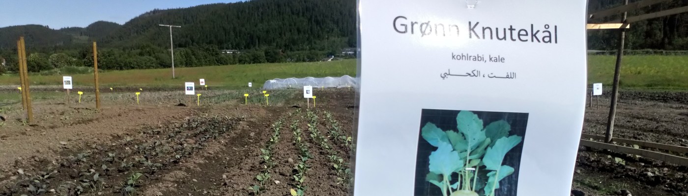 dype-røtter-integrering-norsk-språk