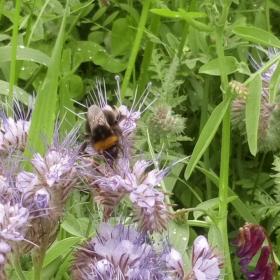 dype røtter miljømessig biologisk mangfold