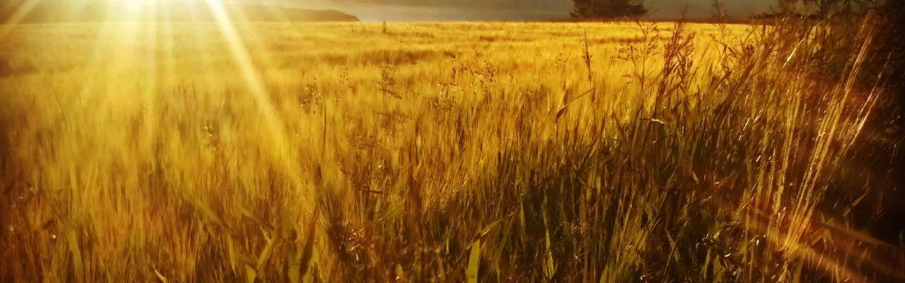 Dype Røtter åkeren