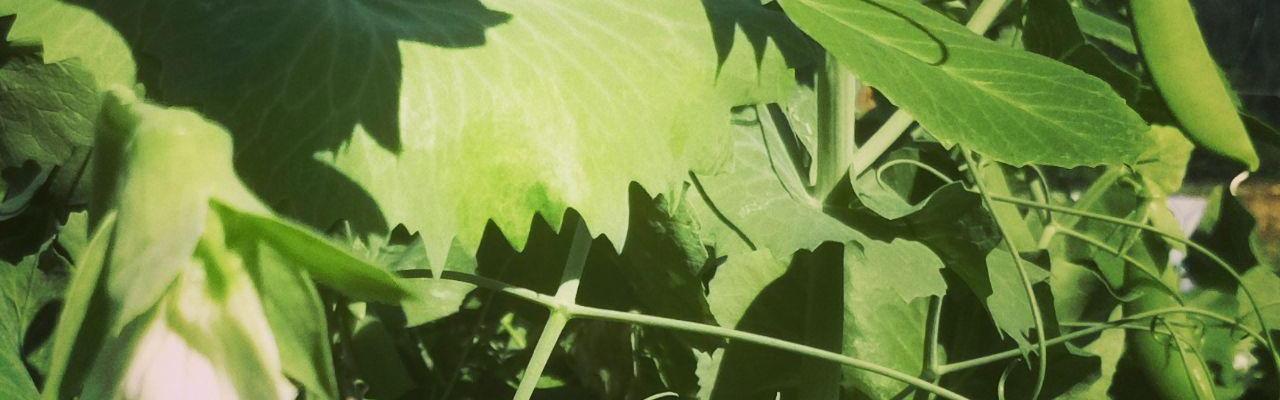 dype røtter sukkererter