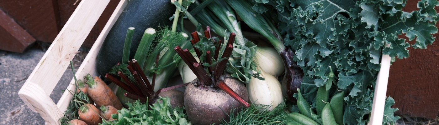 grønnsakskasser dype røtter
