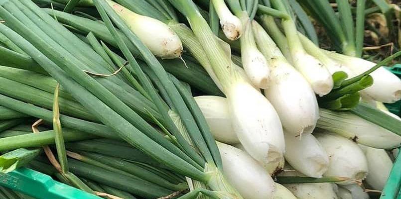 høsting uke 37 dype røtter