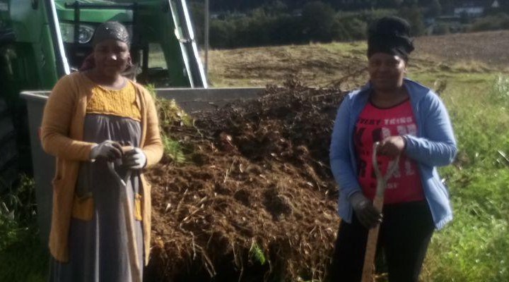 Dype Røtter på åkeren med traktor