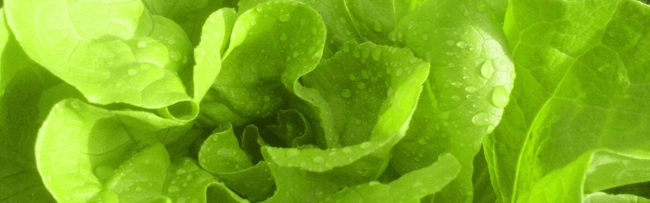 dype røtter hodesalat