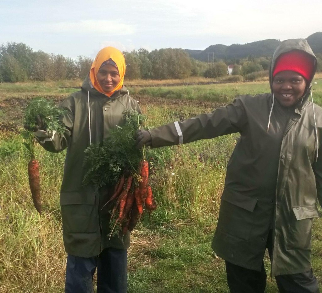 dype røtter grønnsakskasser stor gullrøter