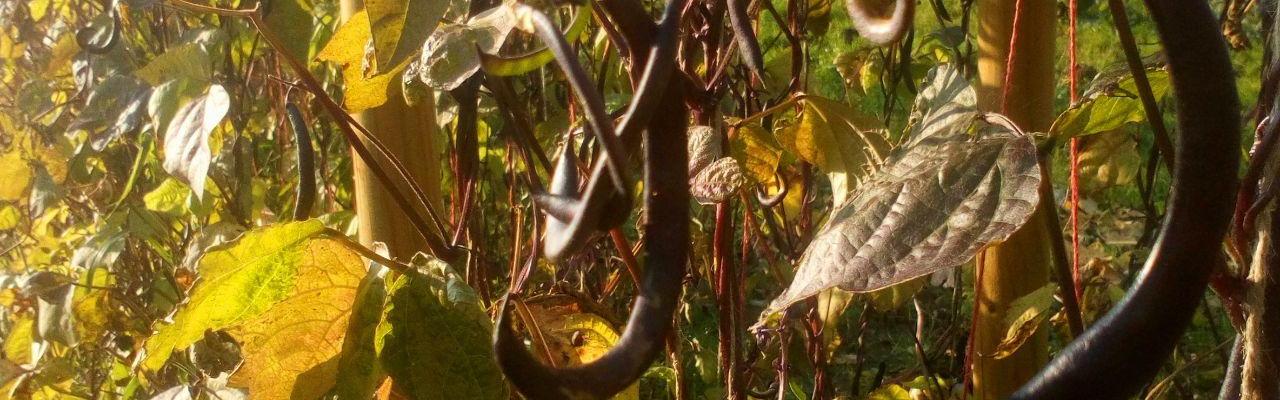 stangebønner dype røtter