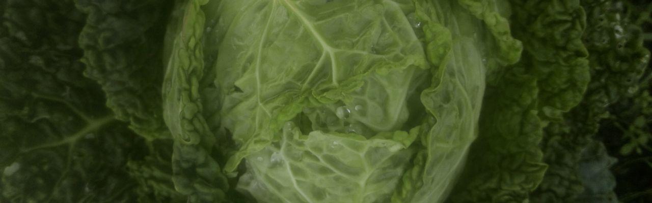 Dype Røtter savoykål