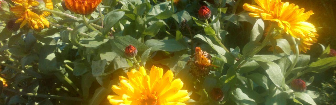 Dype Røtter LUSH Norge