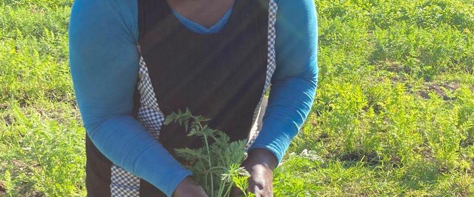 Dype Røtter gullrøtter