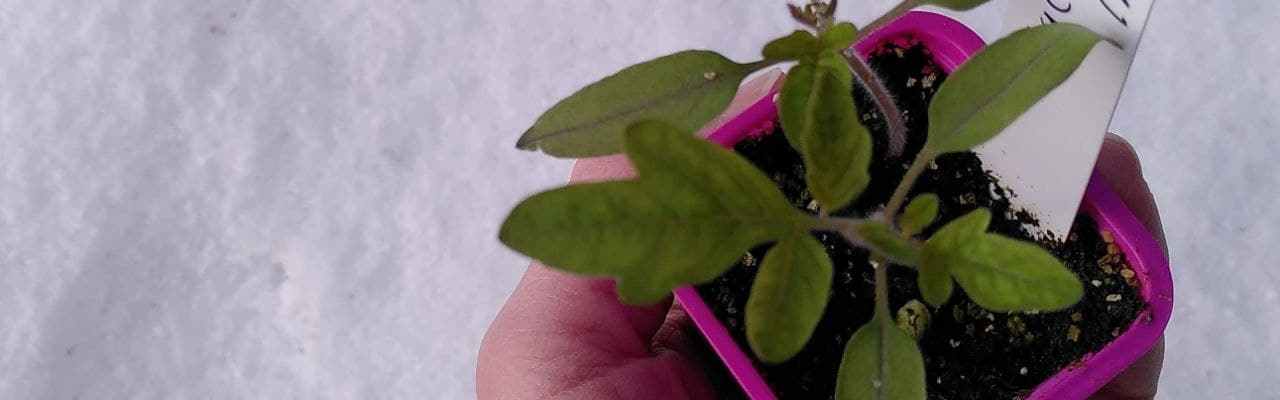 Dype Røtter første tomatplante