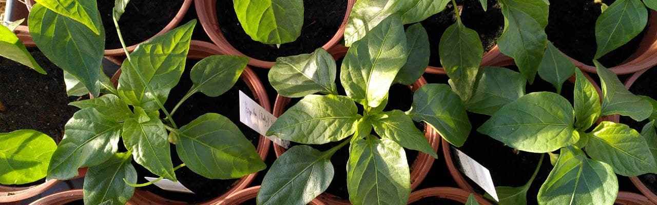 Dype Røtter paprika