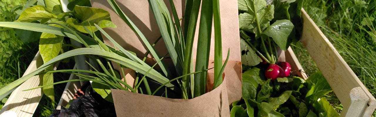 Dype Røtter grønnsakskasser i 2021