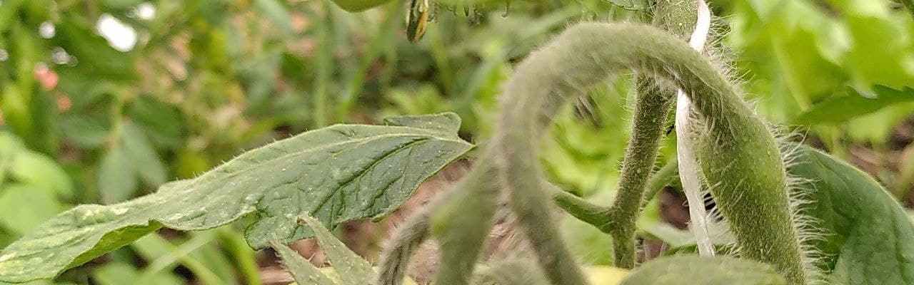 Dype Røtter tomater i juni