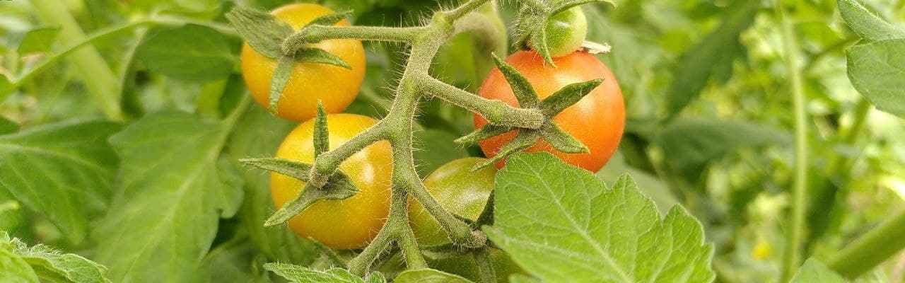 dype røtter tomater juni