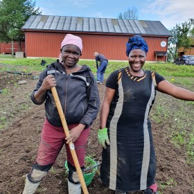 Dype Røtter grønnsaker åkeren