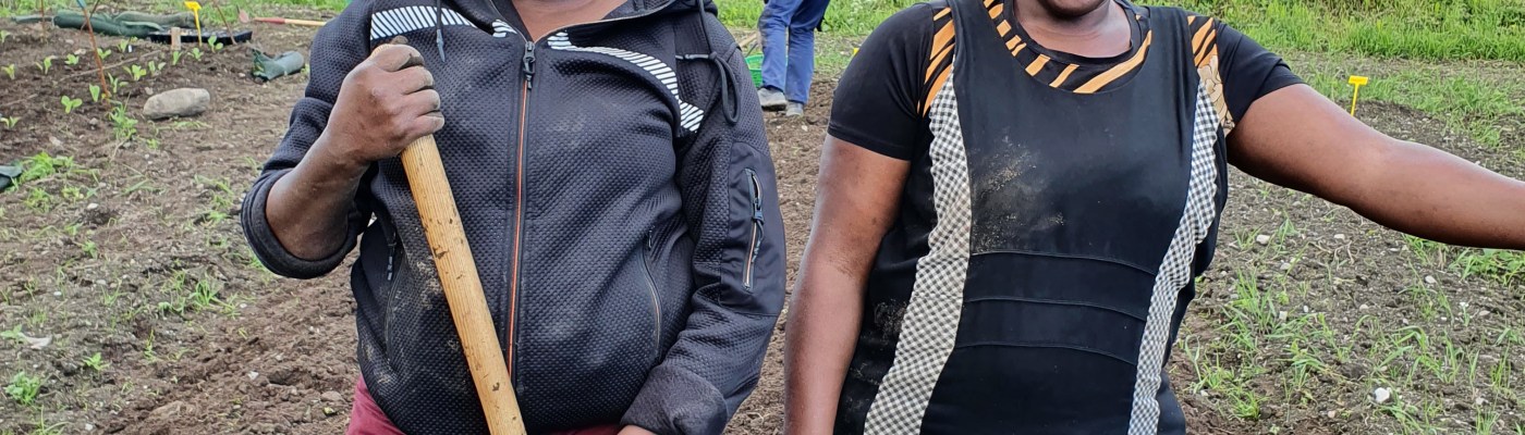 Dype Røtter grønnsaker åkeren