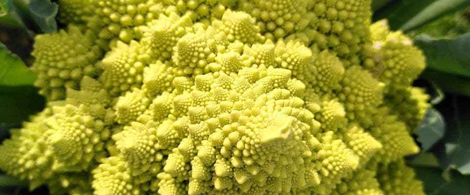 Dype Røtter grønnsaker