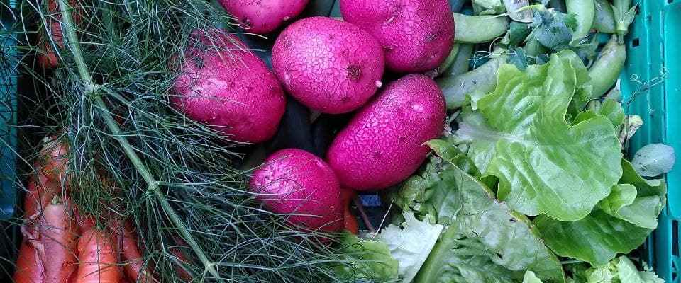 Dype Røtter grønnsaker og kafe