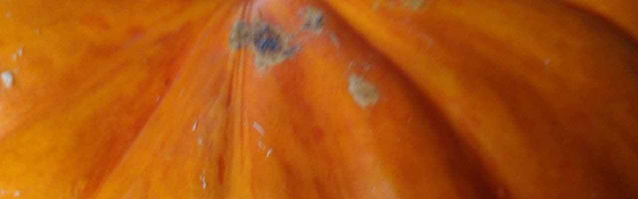 dype røtter gresskar kake