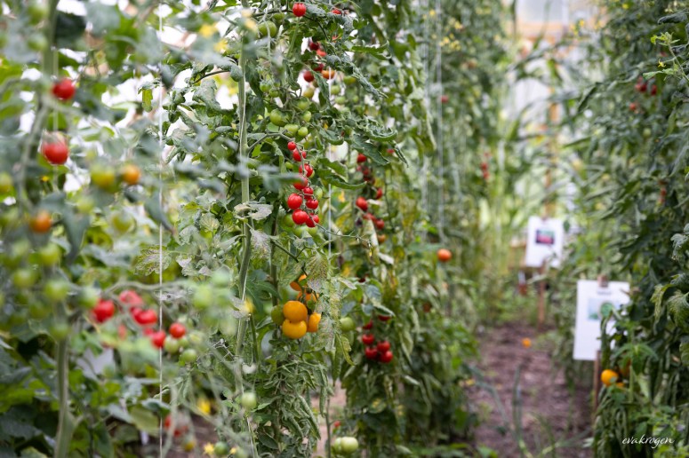 Dype Røtter tomater