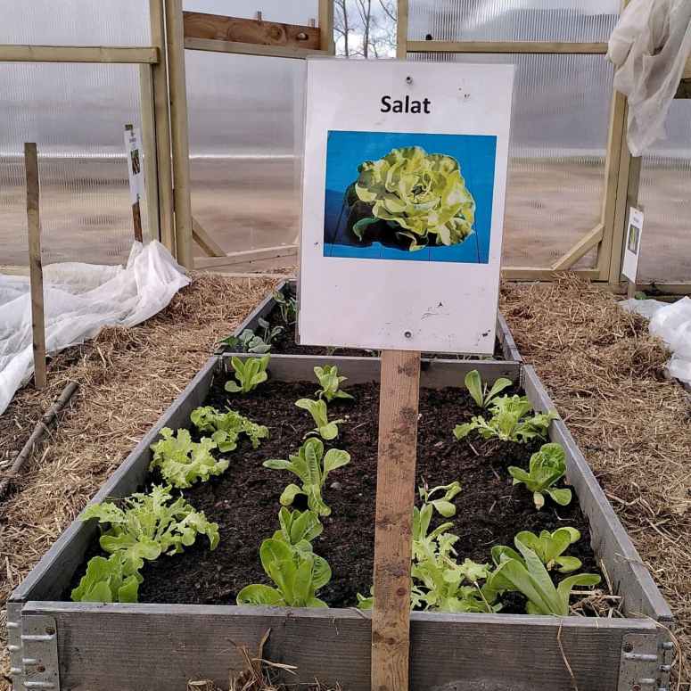 Lære ord med hjelpe fra bilder